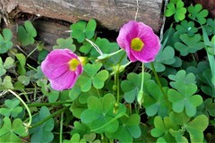 Oxalis semiloba