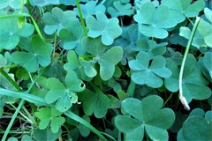 Oxalis semiloba