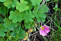 Oxalis semiloba
