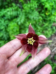 Aquilegia atrovinosa