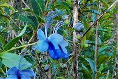 Rotheca