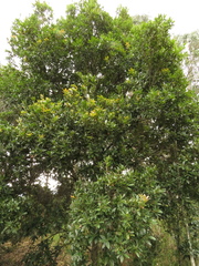 Quercus humboldtii