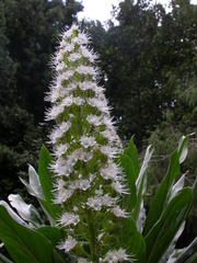 Echium simplex