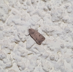 Caradrina kadenii