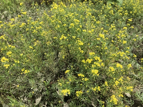 Miškinis čėriukas nuotrauka