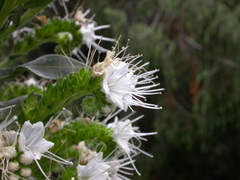 Echium simplex