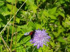 Zygaena filipendulae