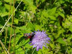 Zygaena filipendulae