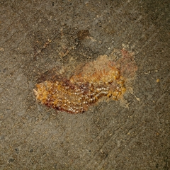 Thyropygus allevatus