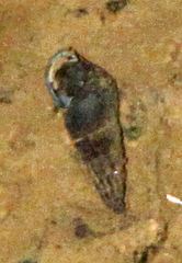 Juga plicifera