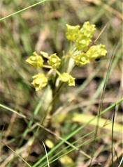 Asclepias pedicellata