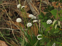 Paepalanthus