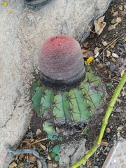 Melocactus zehntneri