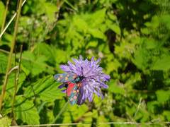 Zygaena filipendulae