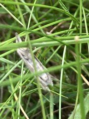 Crambus lathoniellus