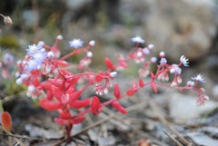 Sedum caeruleum