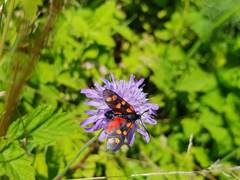 Zygaena filipendulae