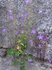 Campanula lusitanica