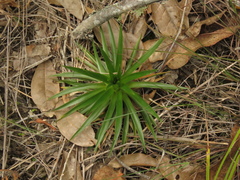 Paepalanthus