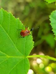 Apoderus coryli