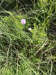 Callirhoe alcaeoides