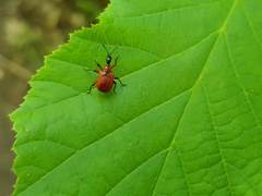 Apoderus coryli