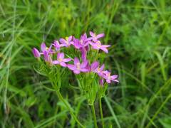 Centaurium erythraea