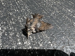 Troglodytes hiemalis