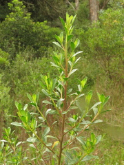 Baccharis macrantha