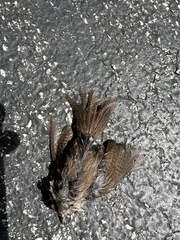 Troglodytes hiemalis