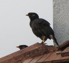 Acridotheres tristis