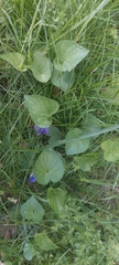 Viola communis
