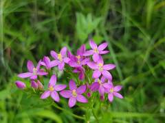 Centaurium erythraea