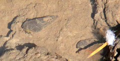 Juga plicifera