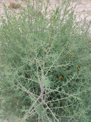 Salsola kali