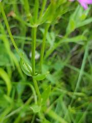 Centaurium erythraea