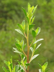 Baccharis macrantha