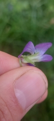 Viola communis