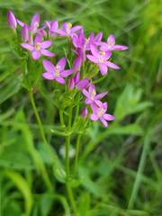 Centaurium erythraea