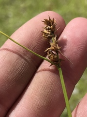 Carex arkansana