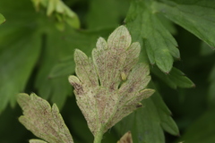 Peronospora ranunculi