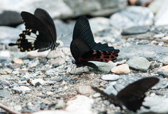 Papilio thaiwanus