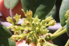 Frangula californica tomentella