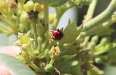 Frangula californica tomentella