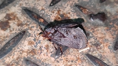 Phocoderma