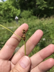 Carex arkansana