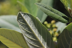 Frangula californica tomentella