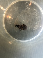 Triatoma sanguisuga