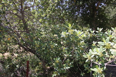 Frangula californica tomentella