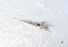 Tetragnatha praedonia